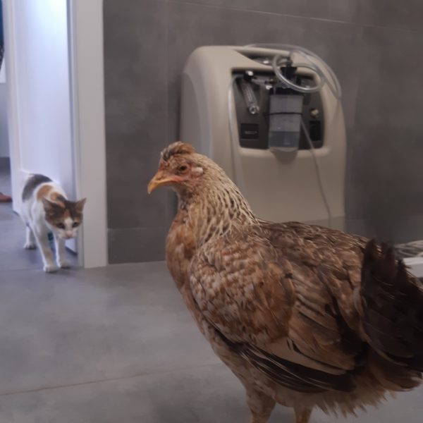 Weterynarz Bogatki - Vet House