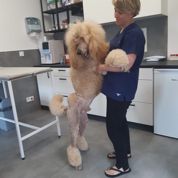 Weterynarz Bogatki - Vet House