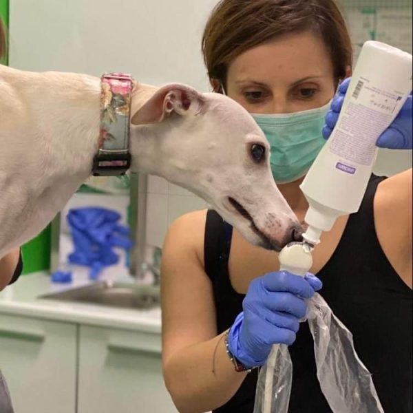 Weterynarz Bogatki - Vet House