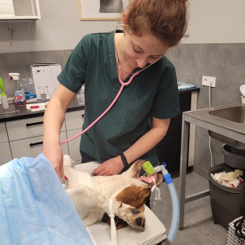 Weterynarz Bogatki - Vet House