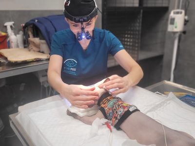 Weterynarz Bogatki - Vet House