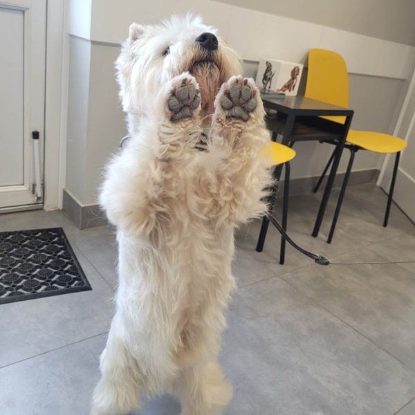 Weterynarz Bogatki - Vet House