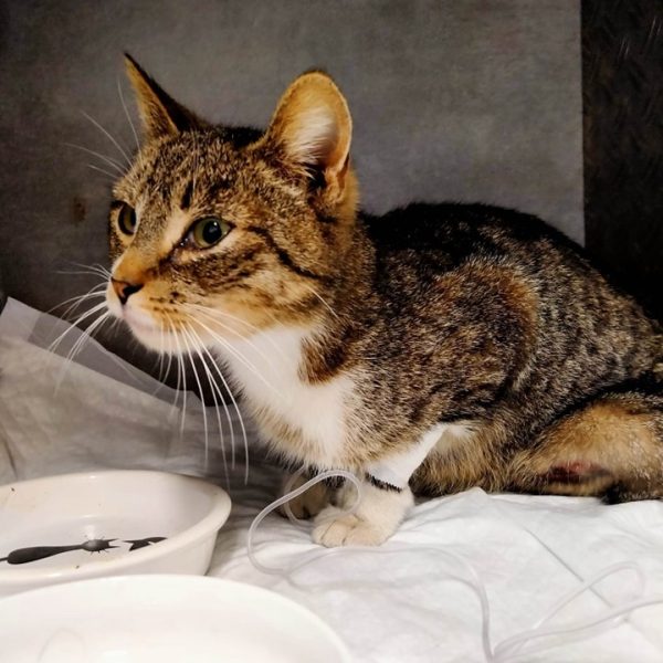 Weterynarz Bogatki - Vet House