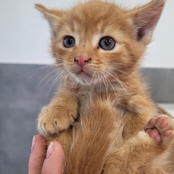 Weterynarz Bogatki - Vet House