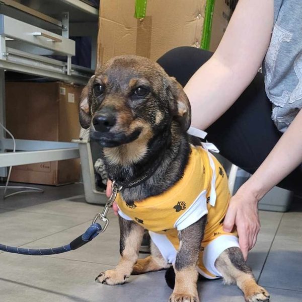 Weterynarz Bogatki - Vet House