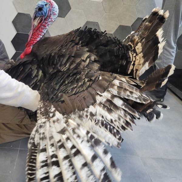 Weterynarz Bogatki - Vet House